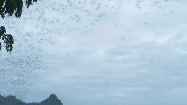 Thousend flying bats leaving their cave