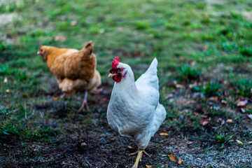 hen and chickens