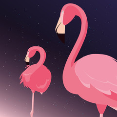 flamingos exotic birds