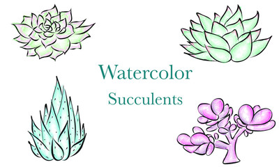 Hand drawn watercolor succulents
