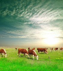 Fototapeta na wymiar Cows on a green summer meadow