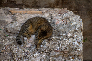 Spalato (Split), Croazia