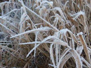 Raureif an Grashalmen