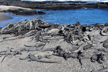 Galápagos Marine iguanas on the rock