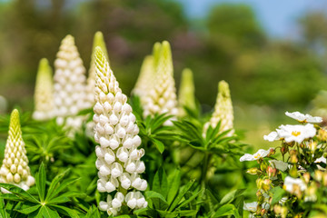 White tall Lupine flowers during spring blossom with selective focus and blurred background