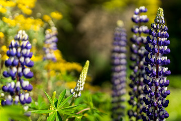 White and purple tall Lupine flowers during spring blossom with selective focus and blurred...