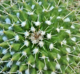 Close-up photograph of the patterns and thorns of a cactus plant in the Sonoran Desert of Tucson, Arizona. 