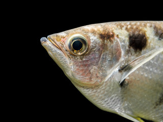 Closed-up fish on black background in the water.