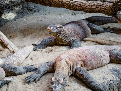 Komodo Dragon, also known as Komodo monitor lizard, the famous dangerous komodo dragon, the largest living species of lizard, on Rinca Island in the Komodo National Park near Flores, Indonesia
