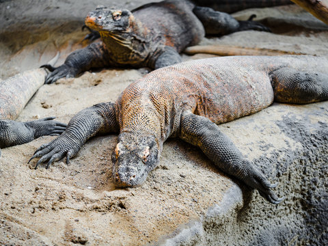 Komodo Dragon, also known as Komodo monitor lizard, the famous dangerous komodo dragon, the largest living species of lizard at the zoo in Prague, Czech Republic.