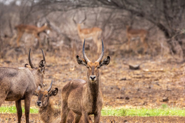 Fototapeta premium Male waterbuck looking directly at camera.