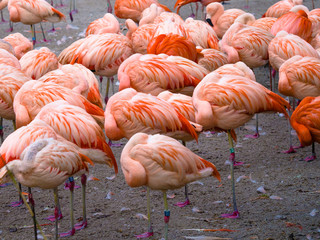Orange Flamingos, displaying startling shades of pink, red, or orange with beautiful feathers