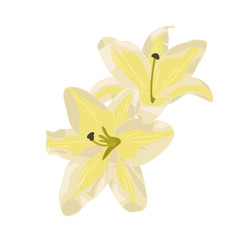 Vector Illustration of Lily Flower Isolated on White Background