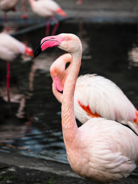 Photo of Beautiful pink flamingo group outdoors, Flamingo resting in the grass and pond.