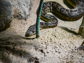 Black tiger snake (Notechis ater humphreysi) on sand, Russell's Viper close-up. Fierce venomous snake. Macro Photography.