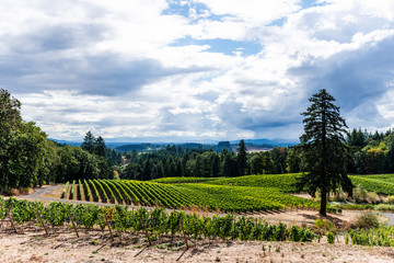 Fototapeta na wymiar vineyard Oregon 