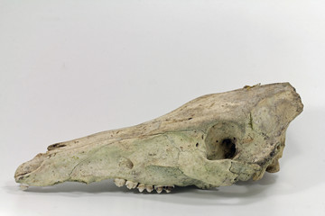 Wildschweinoberkiefer