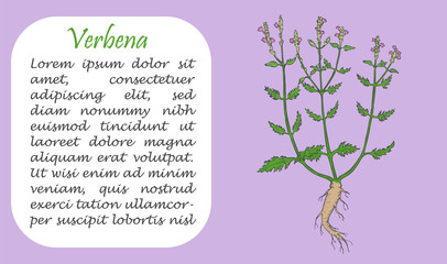 Banner with Colored Bush of Verbena and Text