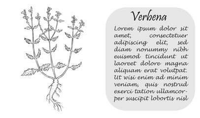 Banner with Bush of Verbena and Place for Text