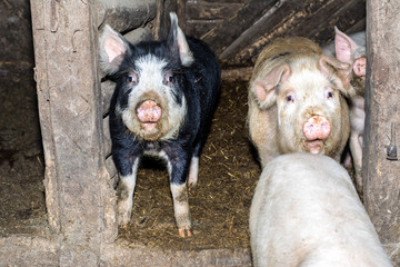 schweine 