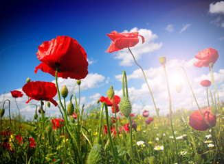 Obraz premium Field of poppies on a sunset