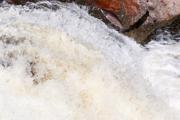 Leaping Atlantic salmon (salmo salar).
