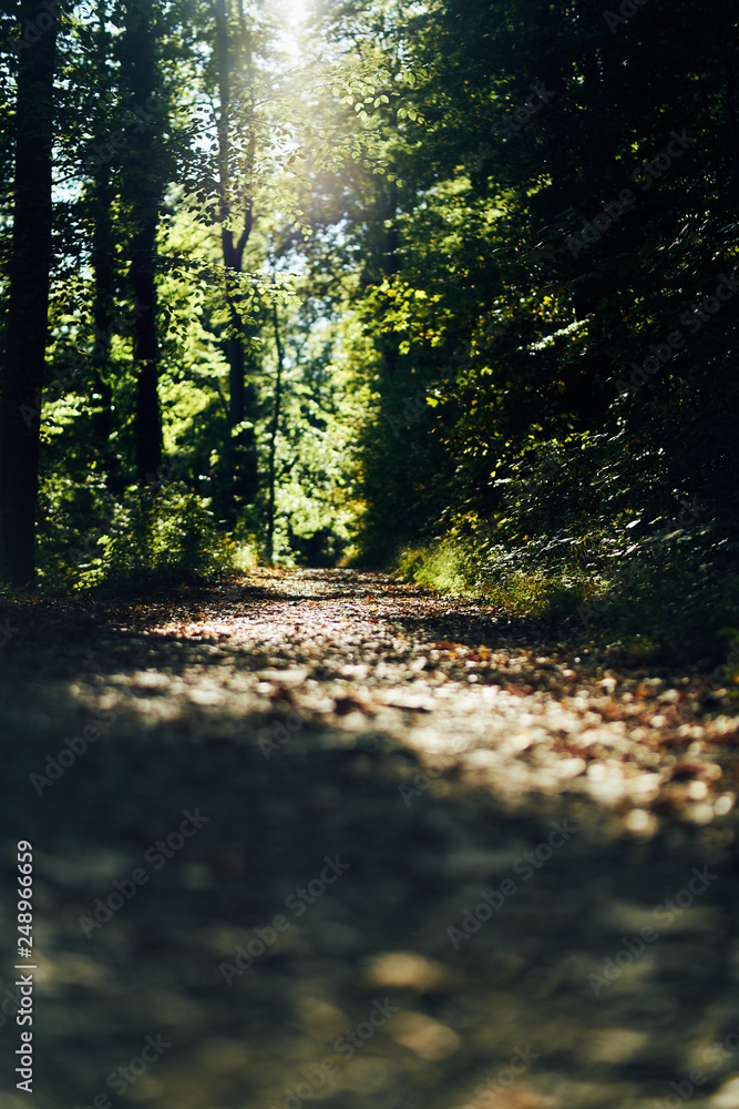 Wall mural road in a beautiful forest in the morning. low sun shining through the leaves on the trees. bokeh de