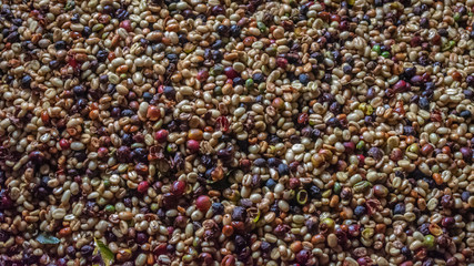 Coffee beans in Colombia coffee region