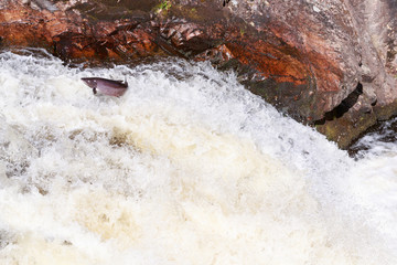 Leaping Atlantic salmon (salmo salar).