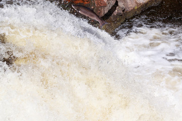 Leaping Atlantic salmon (salmo salar).
