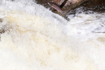 Leaping Atlantic salmon (salmo salar).
