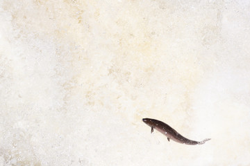 Leaping Atlantic salmon (salmo salar).