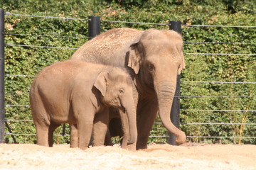 elephant family