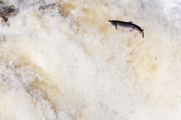 Leaping Atlantic salmon (salmo salar).