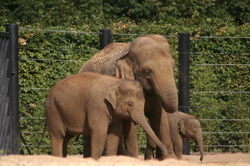 elephant family © Maciej