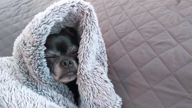 Dog wrapped in blanket falling asleep