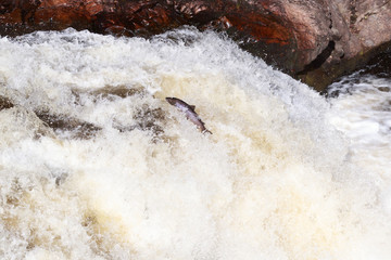 Fototapeta na wymiar Leaping Atlantic salmon (salmo salar).