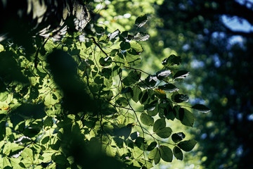 green tree leaves. Looking above the forest. Leaf with sun shining through. Misty blue warm look