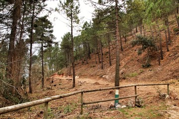 Mountain landscape and path between green vegetation in winter