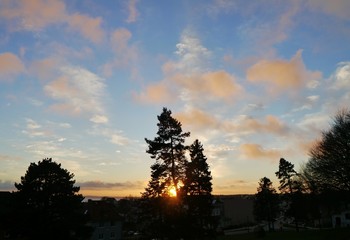 Hohe tanne vor Sonnenuntergang