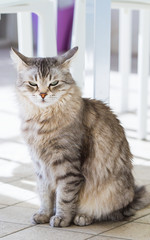 Adorable pet of livestock with long hair, siberian grey cat