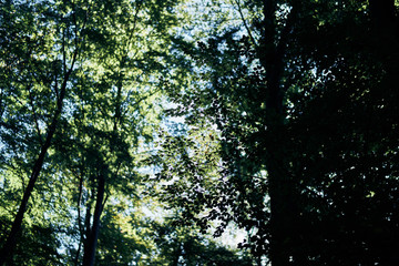 green tree leaves. Looking above the forest. Leaf with sun shining through. Misty blue warm look