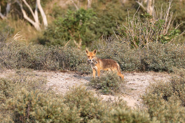 Cute red fox in natural habitat