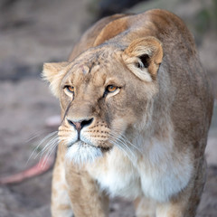 close-up view of beautiful lioness in natural habitat