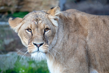 Naklejka na ściany i meble close-up view of beautiful lioness in natural habitat
