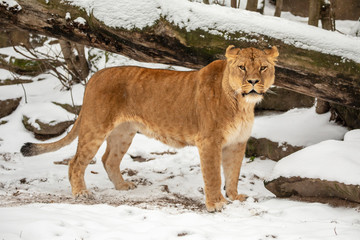 Fototapeta na wymiar beautiful lioness standing on snow in reserve at winter