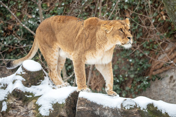 Naklejka na ściany i meble beautiful lioness standing on snow in reserve at winter