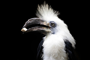 close-up view fo beautiful white crowned hornbill with feathers on head holding piece of food in beak isolated on black