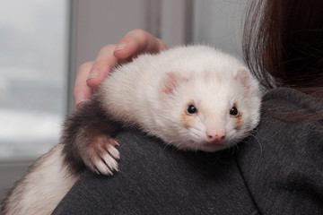 white fluffy ferret pet hugs human shoulder