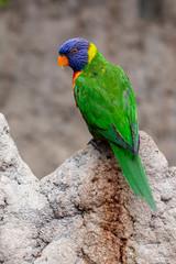 close-up view of beautiful rainbow lorikeet parrot on stone